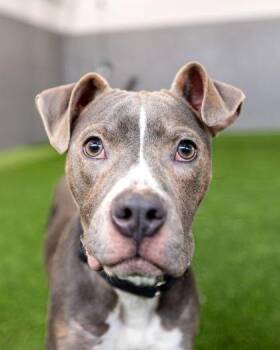 Mixed Breed Dogs Available for Adoption in West Chester, Pennsylvania - Isaac | PetCurious
