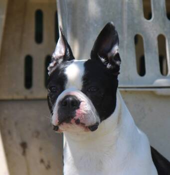 Molly the BT -  Boston Terrier Dog for Adoption in Plain City, Ohio - Molly The BT | PetCurious