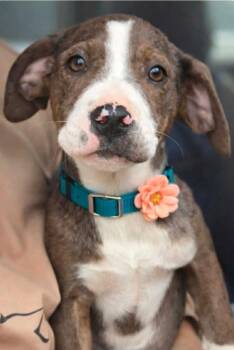 Catahoula Leopard Dog and Terrier Dogs Available for Adoption in El Dorado, Arkansas - Miyah | PetCurious