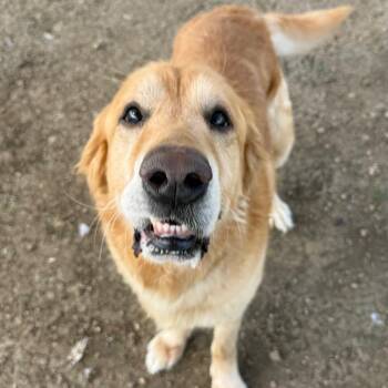 Golden Retriever and Mixed Breed Dogs Available for Adoption - FOSTER OR FOSTER-TO-ADOPT NEEDED Mason | PetCurious