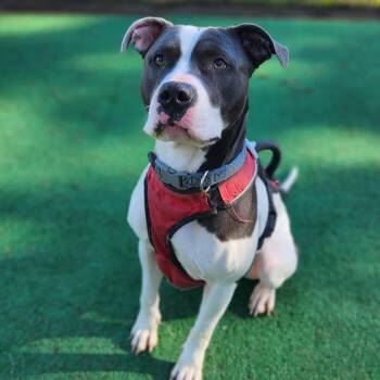 Bella -  Pit Bull Terrier Dog for Adoption in Mansfield, Texas - Bella | PetCurious