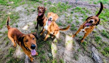 Chesapeake Bay Retriever and American Foxhound Dogs Available for Adoption in Colonial Heights, Virginia - Hercules, Hermes And Aries | PetCurious