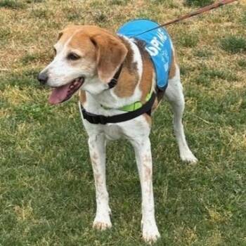 Hound and Mixed Breed Dogs Available for Adoption in Richmond, Virginia - Camila | PetCurious