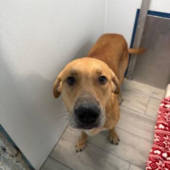 Charlie -  Yellow Labrador Retriever Dog for Adoption in Denison, Texas - Charlie | PetCurious