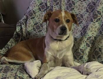 Archie -  Hound Dog for Adoption in Media, Pennsylvania - Archie | PetCurious