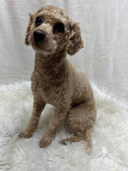 Goldendoodle Dogs Available for Adoption in Rossford, Ohio - RUBY (toy) | PetCurious