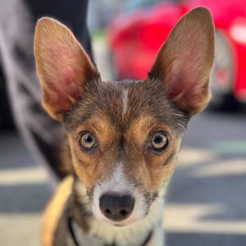 Pembroke Welsh Corgi and Chihuahua Dogs Available for Adoption - Kristin Ess | PetCurious