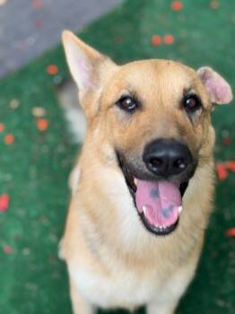 Rescue German Shepherd Dog Dogs for Adoption in Benton, Pennsylvania - Riley | PetCurious