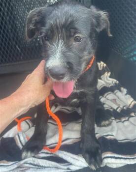 ONYX -  Schnauzer and Mixed Breed Dog for Adoption in Tustin, California - ONYX | PetCurious