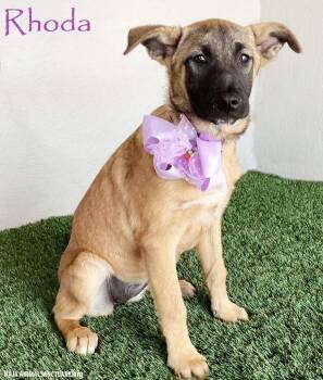 German Shepherd Dog and Belgian Shepherd Malinois Dogs Available for Adoption in San Diego, California - Rhoda | PetCurious