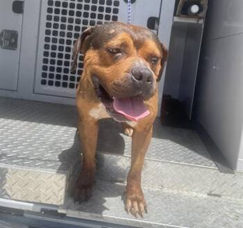 STAN -  American Staffordshire Terrier Dog for Adoption in Fort Lauderdale, Florida - STAN | PetCurious
