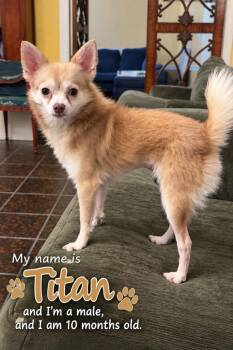 Titan -  Pomeranian and Chihuahua Dog for Adoption in Cedarburg, Wisconsin - Titan | PetCurious