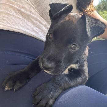 Winnie (C000-247) - Costa Mesa Location *Available 7/3* -  Labrador Retriever and Border Collie Dog for Adoption in Chino Hills, California - Winnie (C000-247) - Costa Mesa Location *Available 7/3* | PetCurious