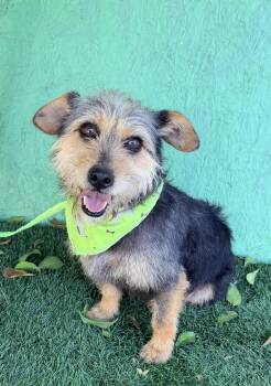 Terrier and Mixed Breed Dogs Available for Adoption - Molly | PetCurious