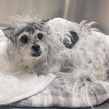 Jimmy Choo -  Cairn Terrier Dog for Adoption in Ramona, California - Jimmy Choo | PetCurious