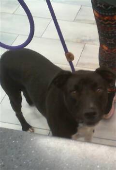 Pit Bull Terrier Dogs Available for Adoption in Charlotte, North Carolina - A1265060 | PetCurious