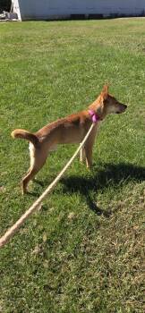 Toby - At the Shelter -  Shepherd and Cattle Dog Dog for Adoption in Rustburg, Virginia - Toby - At The Shelter | PetCurious