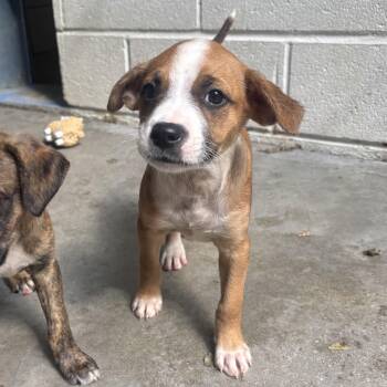 Pickles -  Mixed Breed Dog for Adoption in Waynesburg, Pennsylvania - Pickles | PetCurious