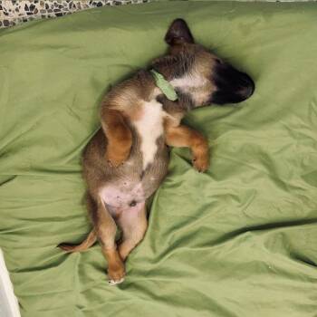 Mixed Breed Dogs Available for Adoption - Maru | PetCurious