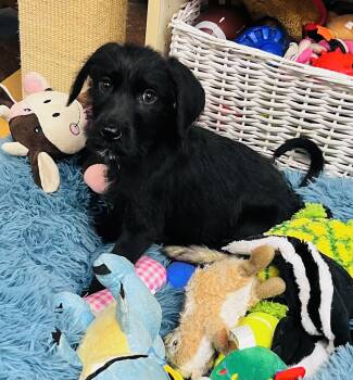 Mixed Breed and Labradoodle Dogs Available for Adoption - Jock  | PetCurious