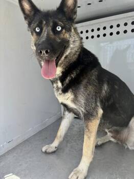 Bonnie -  Shepherd Dog for Adoption in Victorville, California - Bonnie | PetCurious
