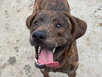 Pit Bull Terrier and Mixed Breed Dogs Available for Adoption - REX | PetCurious