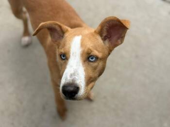 DESIREE -  Pit Bull Terrier and Mixed Breed Dog for Adoption in Tulsa, Oklahoma - DESIREE | PetCurious