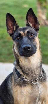 Xena -  Belgian Shepherd Malinois and German Shepherd Dog Dog for Adoption in Poway, California - Xena | PetCurious