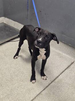 CHOWDER -  American Staffordshire Terrier and Mixed Breed Dog for Adoption in Tallahassee, Florida - CHOWDER | PetCurious