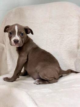Gabe -  Pit Bull Terrier Dog for Adoption in Waverly, Tennessee - Gabe | PetCurious