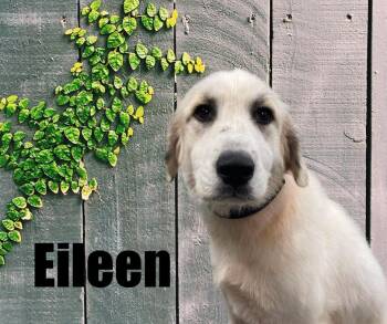 Eileen -  Great Pyrenees Dog for Adoption in Marshville, North Carolina - Eileen | PetCurious
