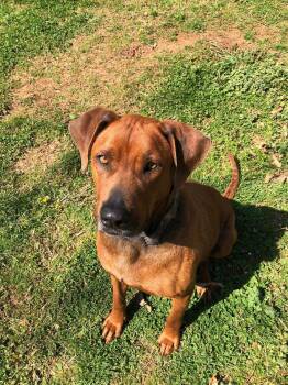Mixed Breed Dogs Available for Adoption in Huntsville, Alabama - Dave | PetCurious