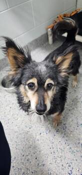 Terrier and Mixed Breed Dogs Available for Adoption in Columbus, Indiana - Moe | PetCurious