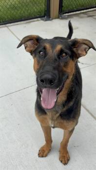 RALPH -  German Shepherd Dog Dog for Adoption in Indianapolis, Indiana - RALPH | PetCurious