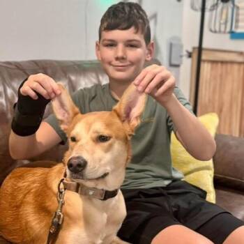 Sandy Duffy -  Labrador Retriever and German Shepherd Dog Dog for Adoption in Friendswood, Texas - Sandy Duffy | PetCurious