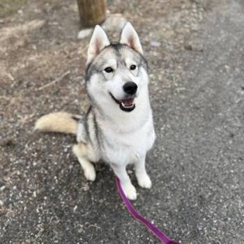 Siberian Husky Dogs Available for Adoption in Worcester, Massachusetts - Twiggy | PetCurious