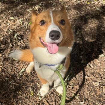 Rowan -  Corgi Dog for Adoption in Belleville, Illinois - Rowan | PetCurious