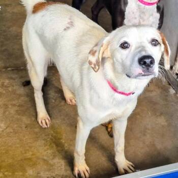Shepherd and Spaniel Dogs Available for Adoption in Edinburg, Texas - Sierra | PetCurious