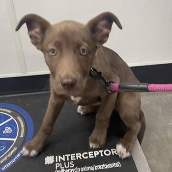 Siberian Husky and Great Dane Dogs Available for Adoption in Tampa, Florida - Macie | PetCurious