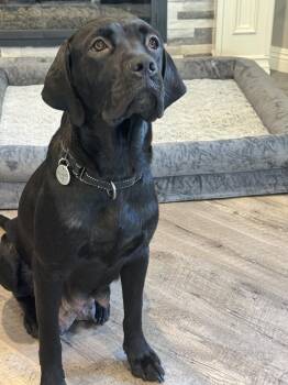 Charlotte -  Labrador Retriever Dog for Adoption in San Diego, California - Charlotte | PetCurious