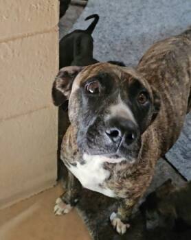 Rescue Mixed Breed Dogs for Adoption in Port St. Joe, Florida - Joannie | PetCurious