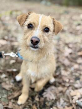 Cairn Terrier and Dachshund Dogs Available for Adoption - Scarlett J | PetCurious