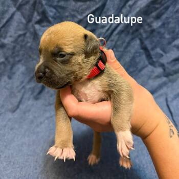 Guadalupe -  Pit Bull Terrier Dog for Adoption in Brainerd, Minnesota - Guadalupe | PetCurious