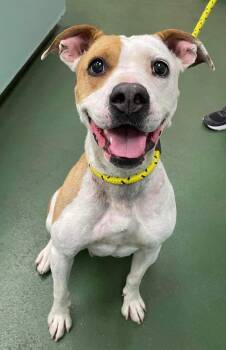 Mixed Breed and Pit Bull Terrier Dogs Available for Adoption - Rayne | PetCurious