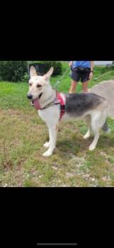 Rescue German Shepherd Dog and Husky Dogs for Adoption in Owensboro, Kentucky - KONA! | PetCurious