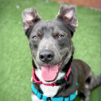 Border Collie and Labrador Retriever Dogs Available for Adoption in Vallejo, California - Lenny | PetCurious