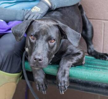 Chavo -  Mixed Breed Dog for Adoption in Chamblee, Georgia - Chavo | PetCurious
