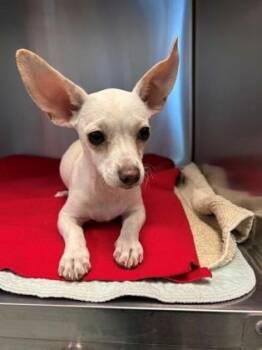 Chloe -  Chihuahua Dog for Adoption in Portland, Maine - Chloe | PetCurious