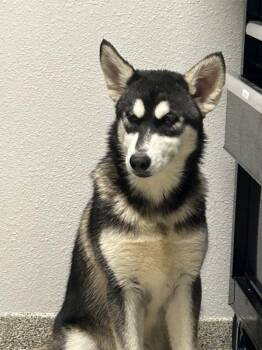 Tundra -  Siberian Husky Dog for Adoption in Vancouver, Washington - Tundra | PetCurious