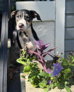 Motley -  Hound and Black Labrador Retriever Dog for Adoption in Mobile, Alabama - Motley | PetCurious
